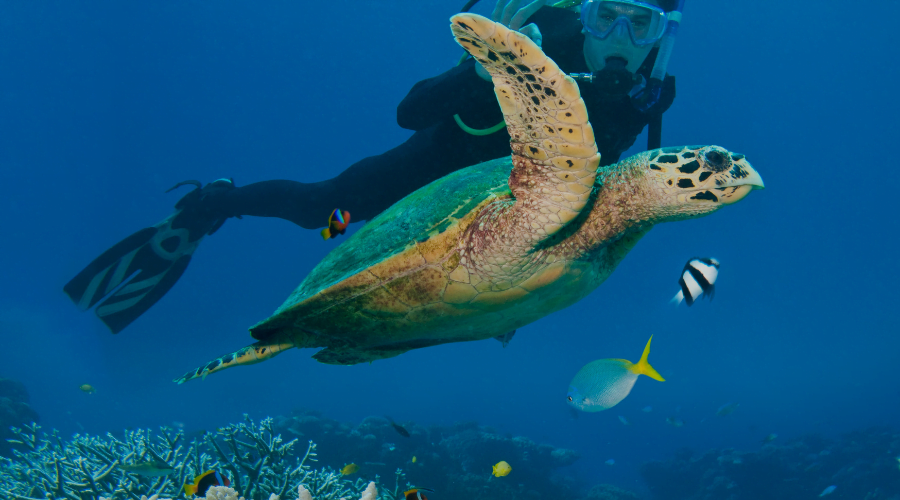 La Plongée sous-marine en Guadeloupe