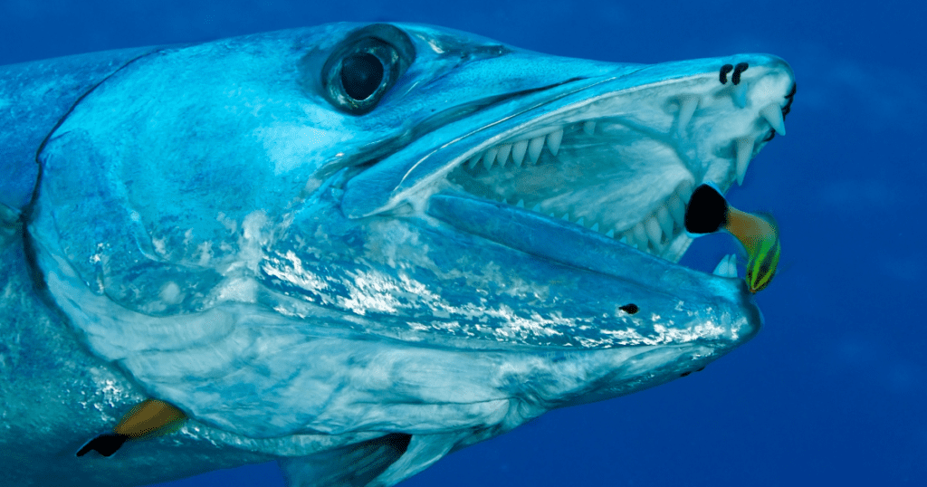 Dents d'un barracuda en Guadeloupe