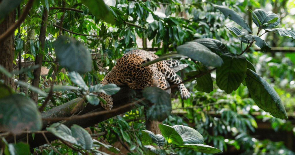 Léopard du Zoo des mamelles à Bouillante
