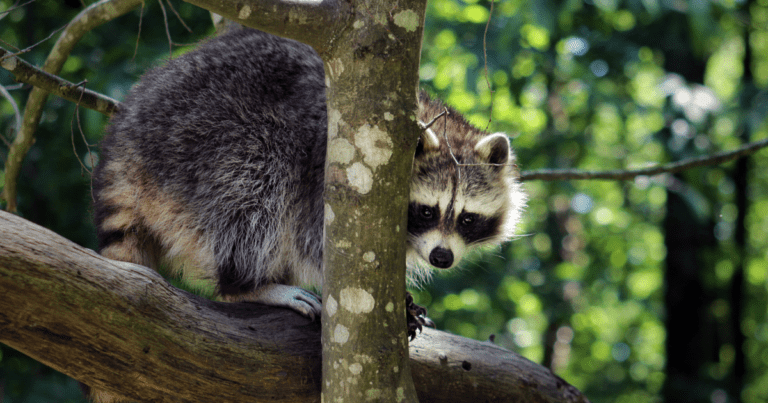 Faune et animaux de Guadeloupe : Les activités incontournables
