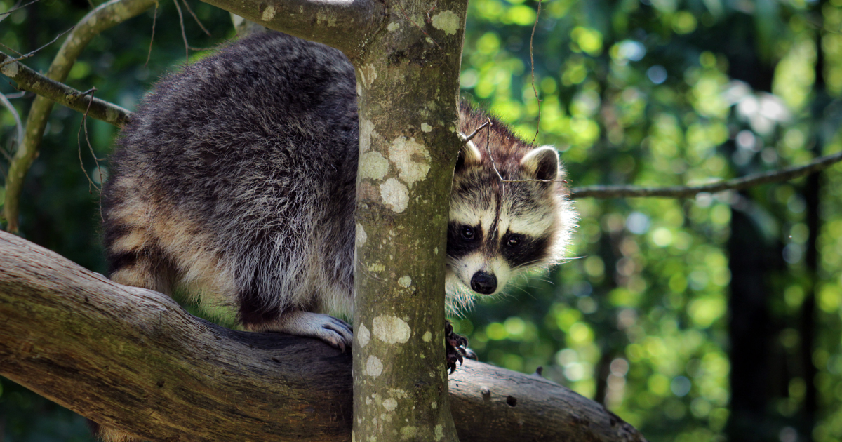 Faune et animaux de Guadeloupe : Les activités incontournables