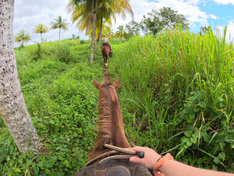 Balade à cheval de 3 heures avec passage dans la rivière l'une des meilleures visites guidées en Guadeloupe