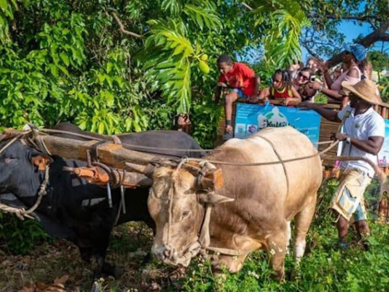Balade en charrette à bœufs - Tradition de Guadeloupe l'une des meilleures visites guidées en Guadeloupe