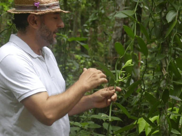 Visite de la Vanilleraie de Cedric Coutelier en Guadeloupe