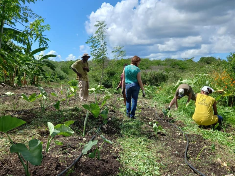 Visite d’un jardin créole authentique bio avec Fabrice agriculteur