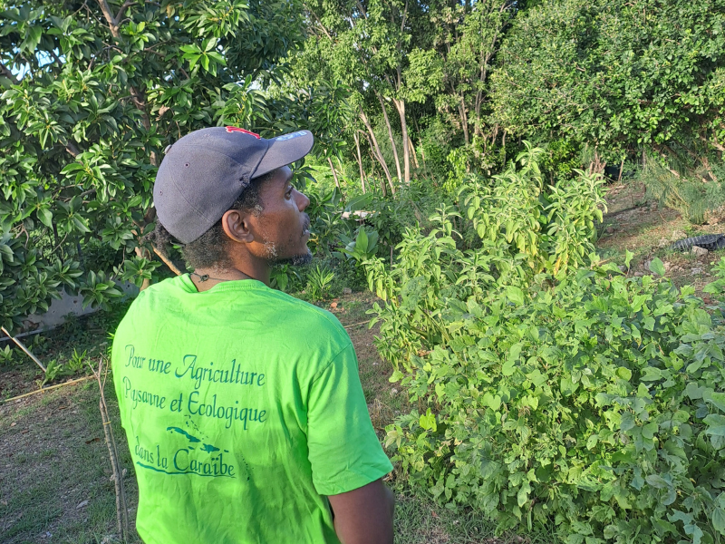 Découverte d'un jardin créole en Guadeloupe