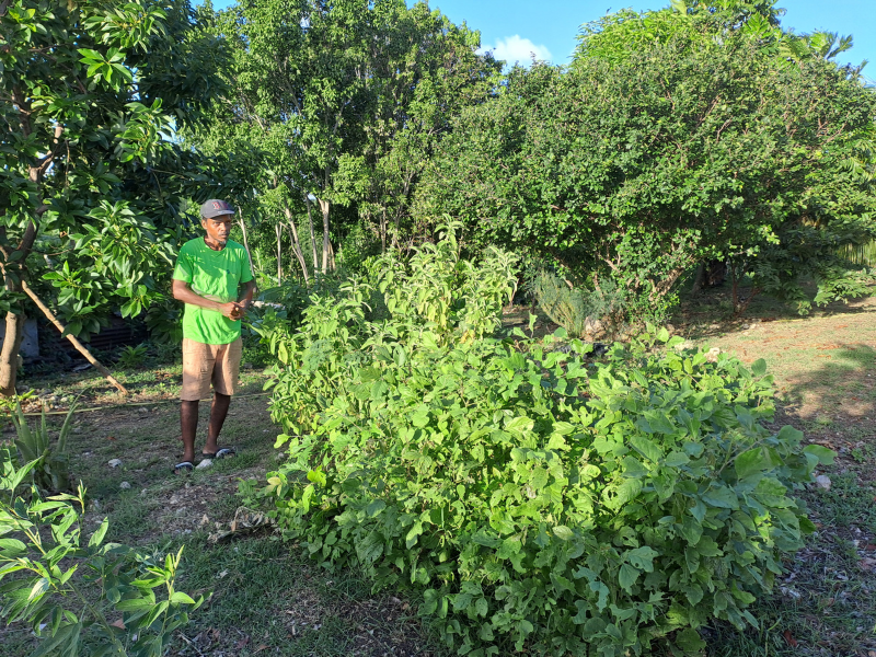 Découverte d'un jardin créole en Guadeloupe