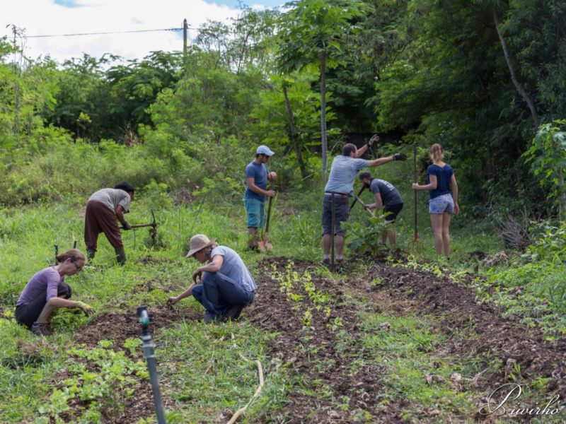 Découverte d'un jardin créole en Guadeloupe