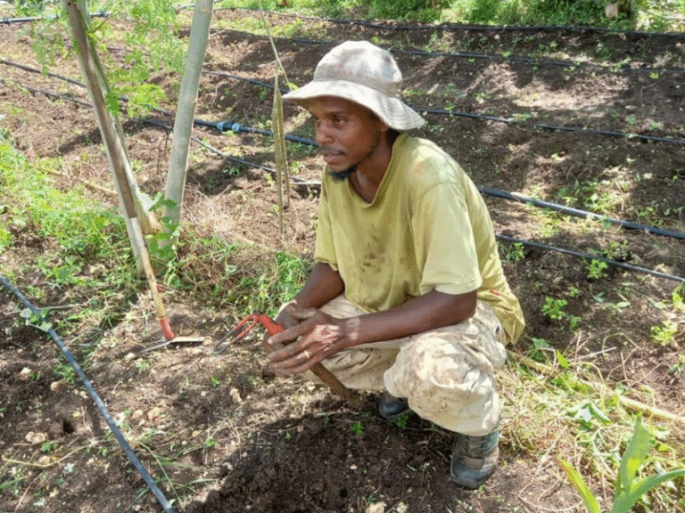 Découverte d'un jardin créole en Guadeloupe