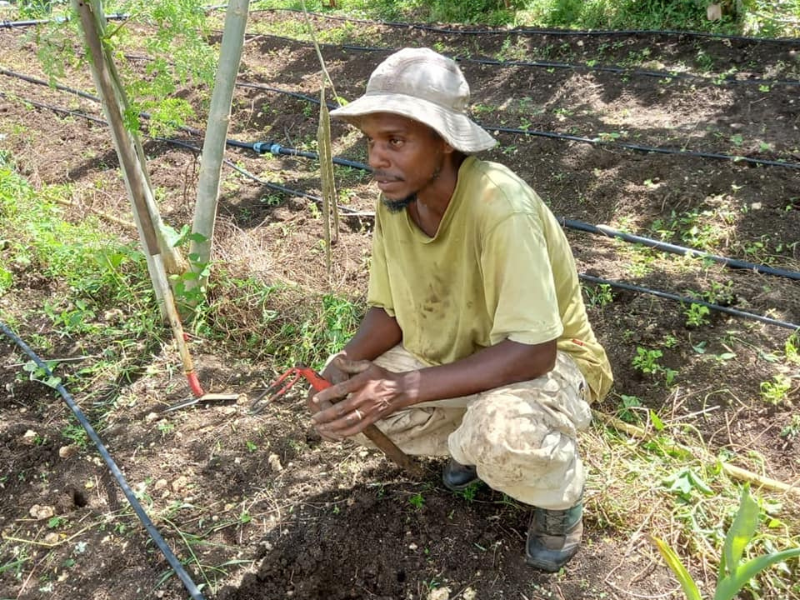 Découverte d'un jardin créole en Guadeloupe