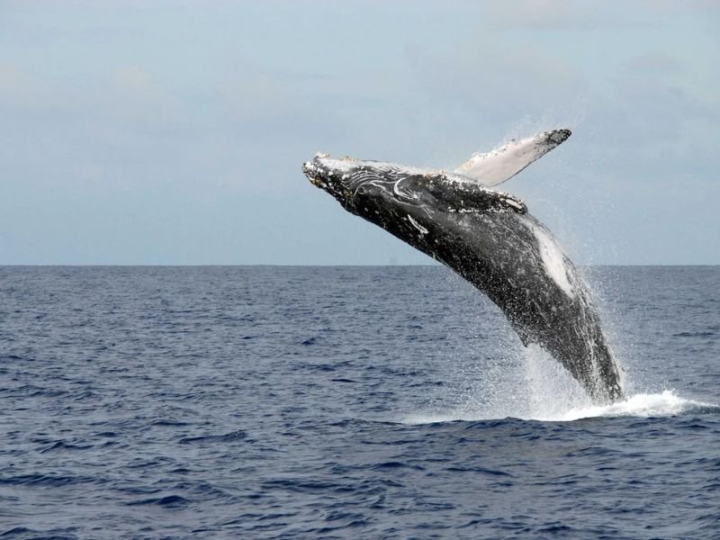 Observation de Cétacés en Guadeloupe. Saut d'une baleine à bosse
