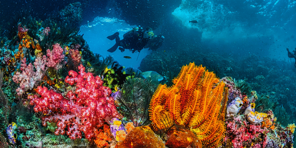 Plongée dans la réserve cousteau en Guadeloupe