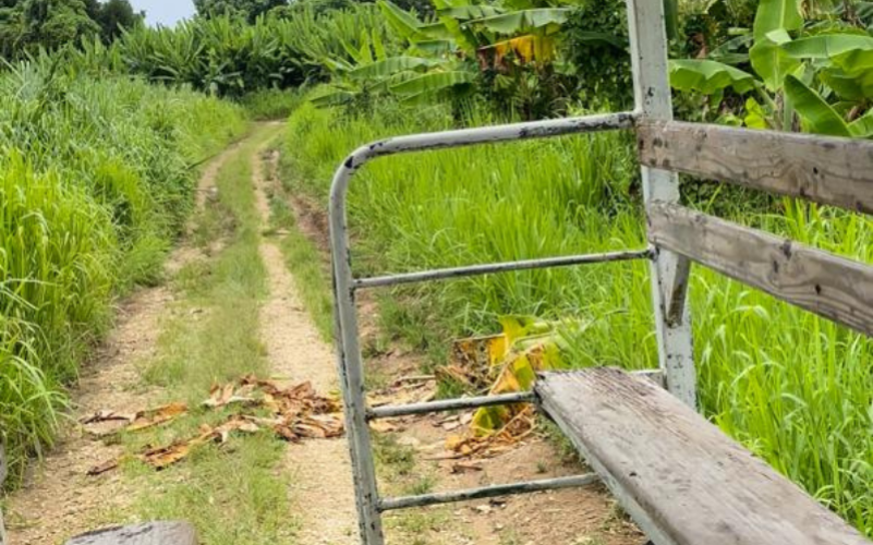 Immersion au cœur de l’univers de la banane de Guadeloupe