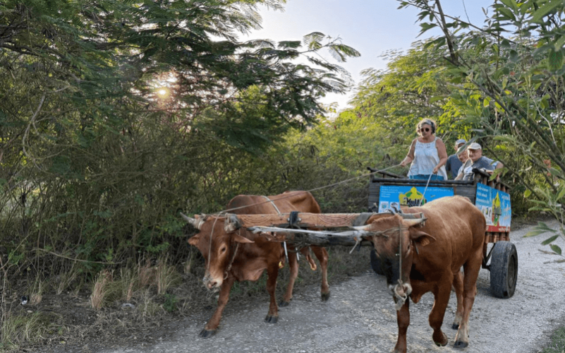 Balade en charrette boeuf Guadeloupe