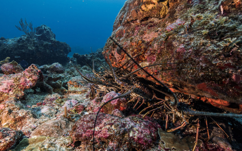 Randonnée palmée snorkeling nocturne Saint-François