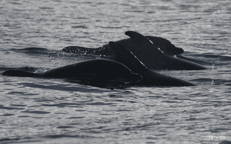 Observation de baleines & dauphins en Guadeloupe