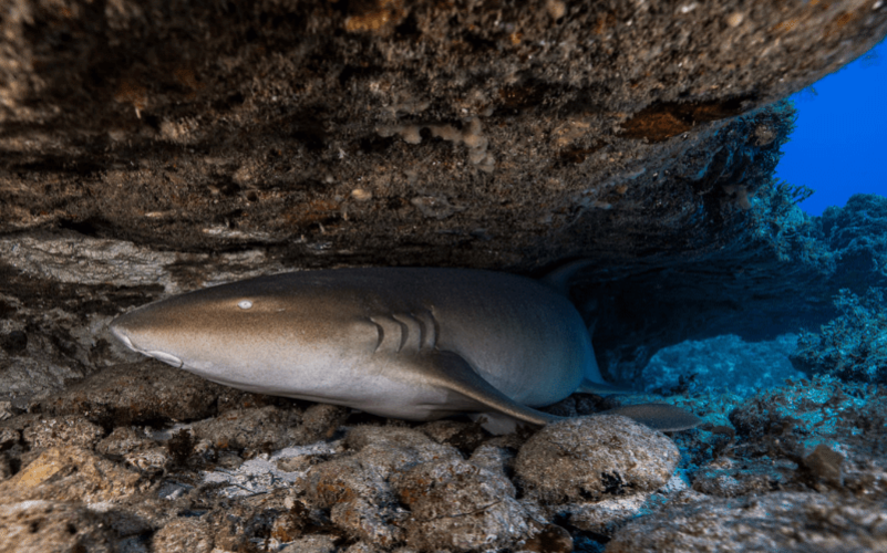 Randonnée palmée snorkeling nocturne Saint-François