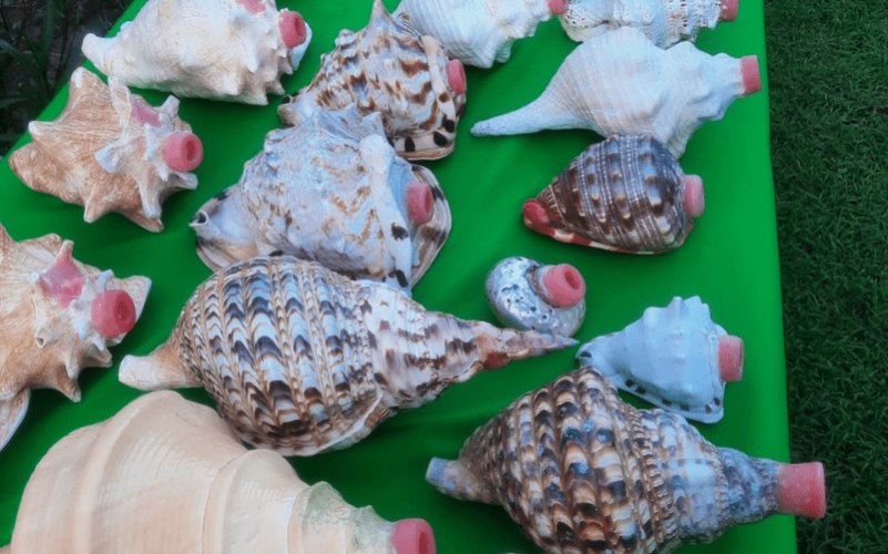 Initiation à l'instrument conque à lambi en Guadeloupe