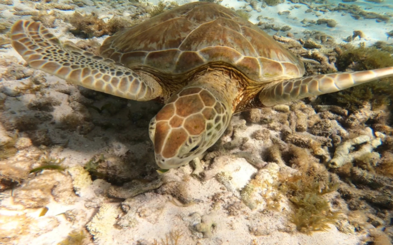 Excursion à Petite Terre en Guadeloupe