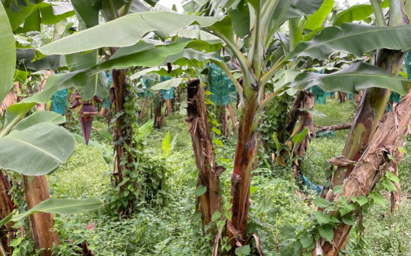 Immersion au cœur de l’univers de la banane de Guadeloupe