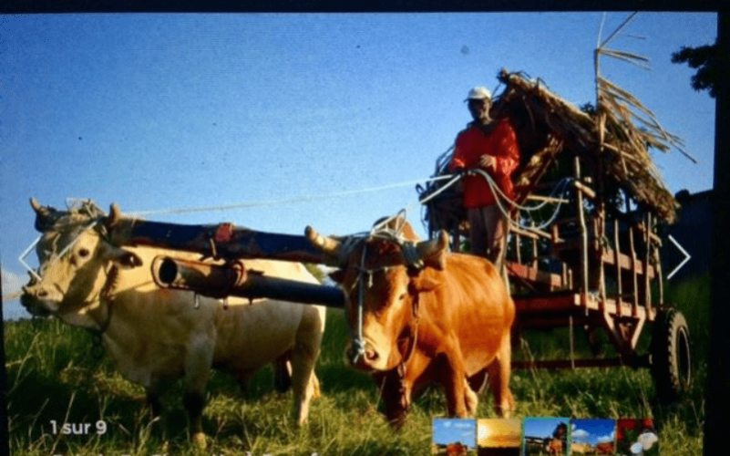 Visite guidée de marie-galante, balade en charette