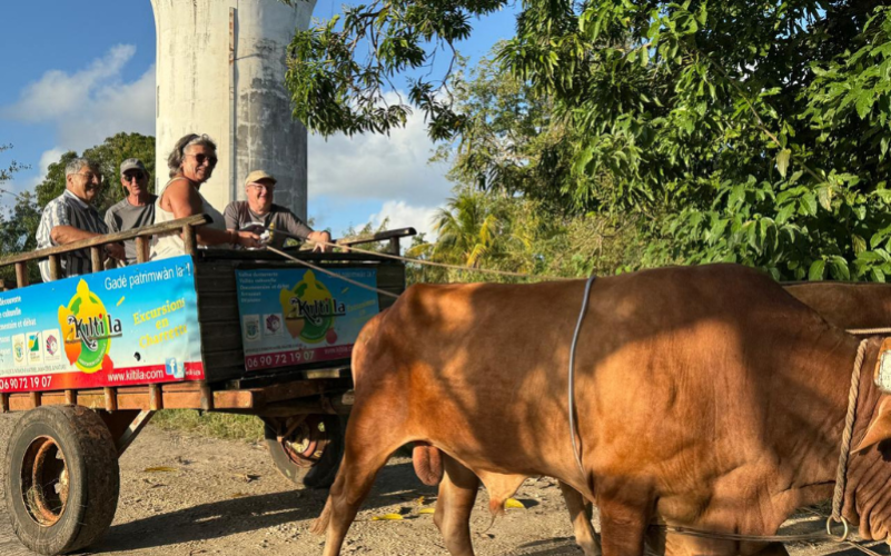 Balade en charrette boeuf Guadeloupe