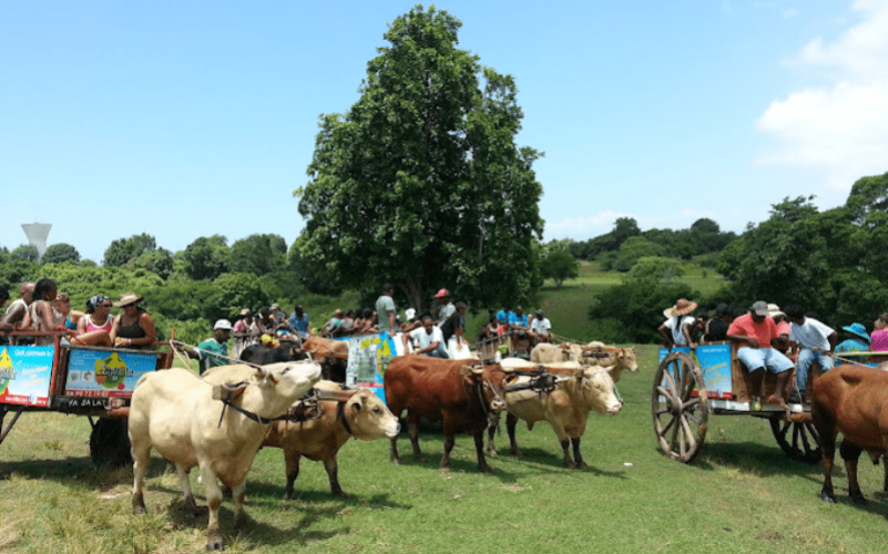 Balade en charrette à bœufs - Tradition de Guadeloupe