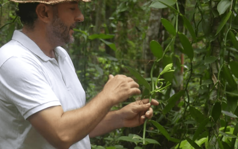 Visite de la Vanilleraie de Cedric Coutelier en Guadeloupe