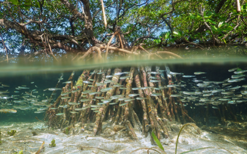 Excursion dans le grand cul de sac marin en bateau en Guadeloupe