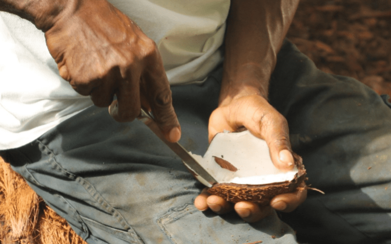 Visite guidée privée dans un domaine d'agroforesterie