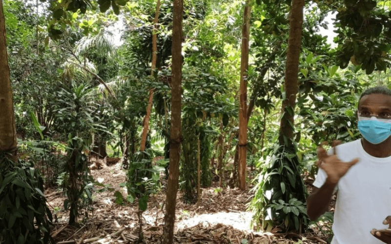 Visite guidée privée dans un domaine d'agroforesterie