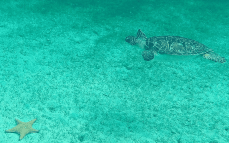 Journée aux Saintes en catamaran, pack découverte tout compris - Départ à Terre-de-Haut