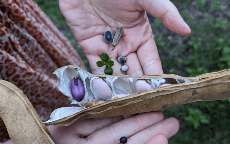 Fabriquez vos Bijoux en Graines Naturelles" avec la Kaz à Graines