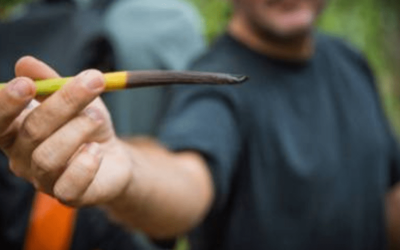 Visite de la Vanilleraie de Cedric Coutelier en Guadeloupe
