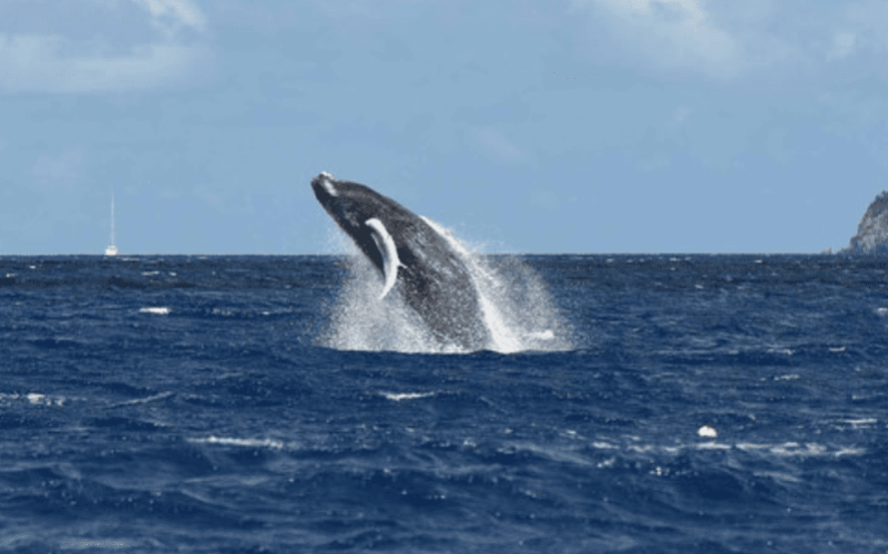 Observation de baleines & dauphins en Guadeloupe