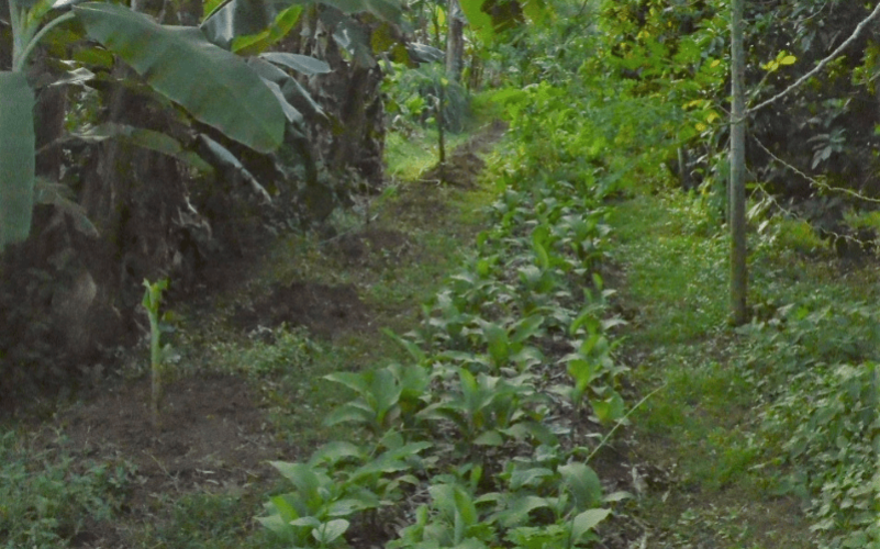 Atelier sensoriel cuisine des produits locaux Guadeloupe
