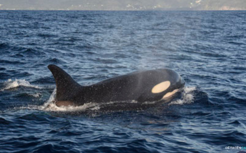 Observation de baleines & dauphins en Guadeloupe