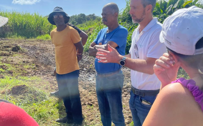 au cœur de la canne à sucre guadeloupe