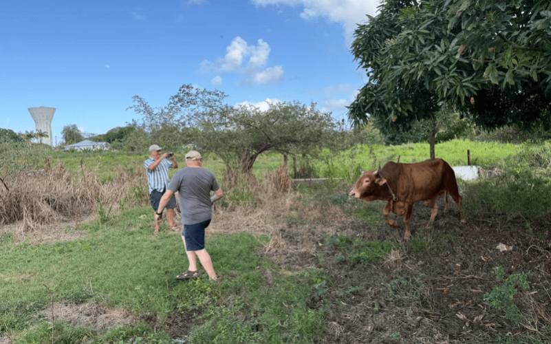 Balade en charrette boeuf Guadeloupe