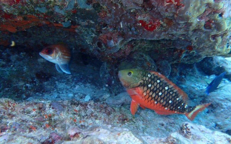Randonnée palmée snorkeling nocturne Saint-François