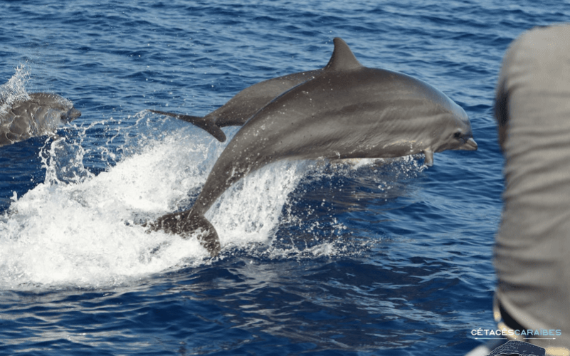Observation de baleines & dauphins en Guadeloupe