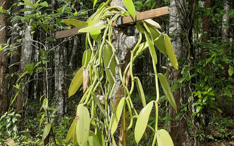 Visite de la Vanilleraie de Cedric Coutelier en Guadeloupe