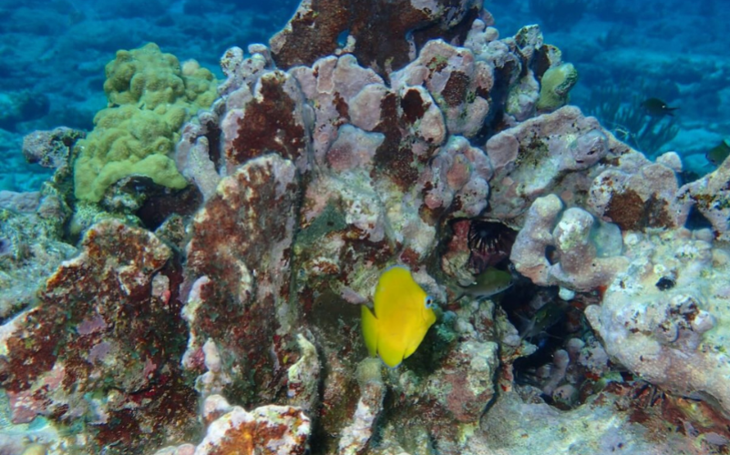 Randonnée palmée snorkeling nocturne Saint-François