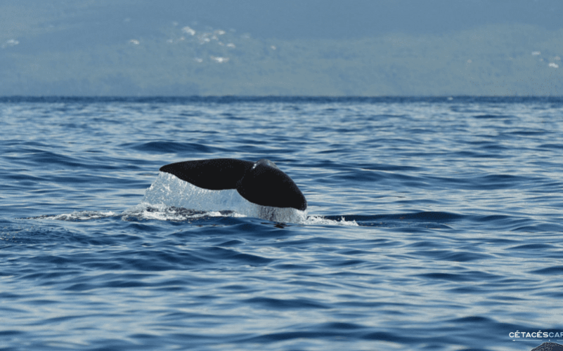 Observation de baleines & dauphins en Guadeloupe