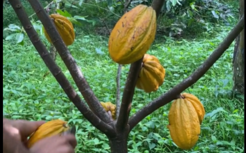 Atelier cacao (1)