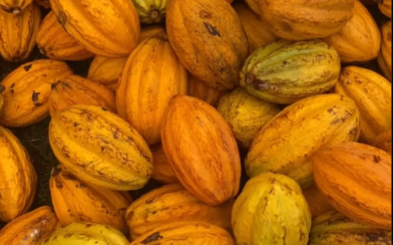 Atelier cacao (2)