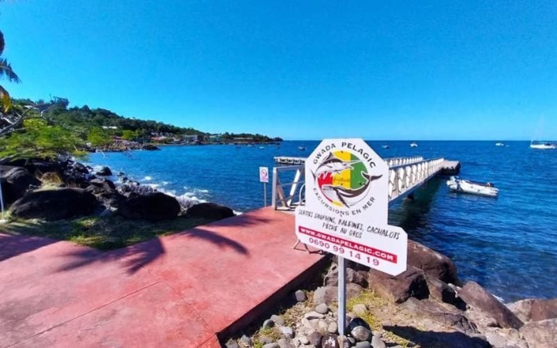 Observation de Cétacés en Guadeloupe. Ponton de Bouillante