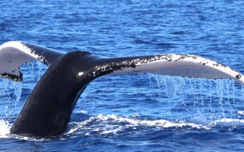 Observation de Cétacés en Guadeloupe. Queue d'une baleine à Bosse