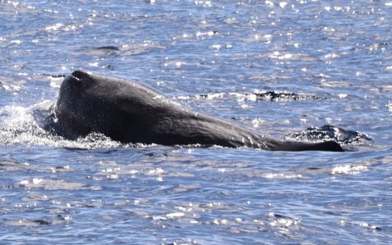Observation de Cétacés en Guadeloupe. Observation d'un cachalot