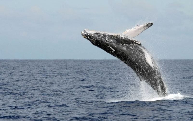 Observation de Cétacés en Guadeloupe. Saut d'une baleine à bosse